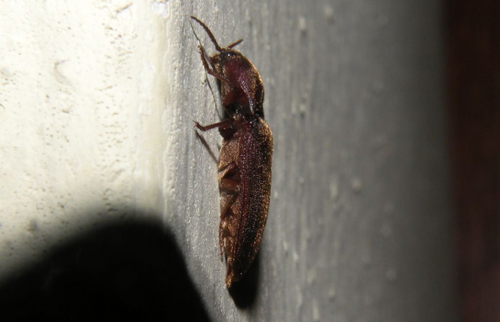 Una sera d''agosto, alla porta: Melanotus dichrous
